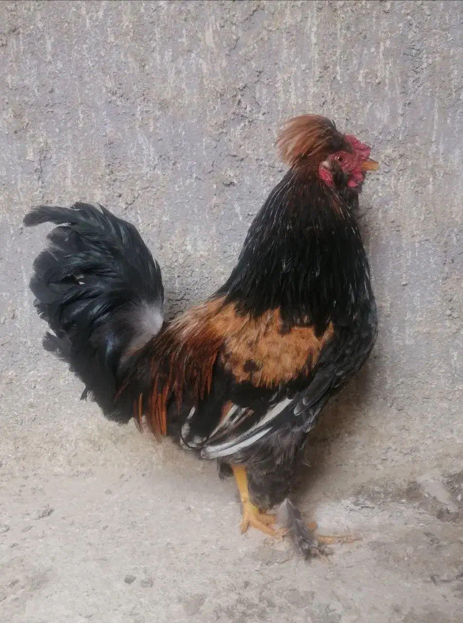 خروس|حیوانات مزرعه|یزد, |دیوار