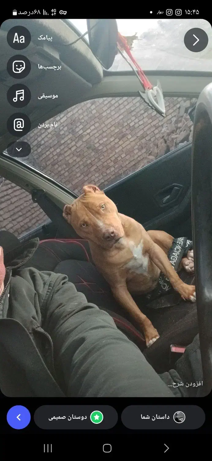 سگ پیتپول|سگ|تربت‌حیدریه, پائین ولایت|دیوار