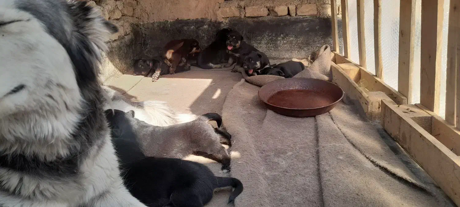 ۷عدد توله هاسکی با مادر فروشی|سگ|تهران, علم و صنعت|دیوار