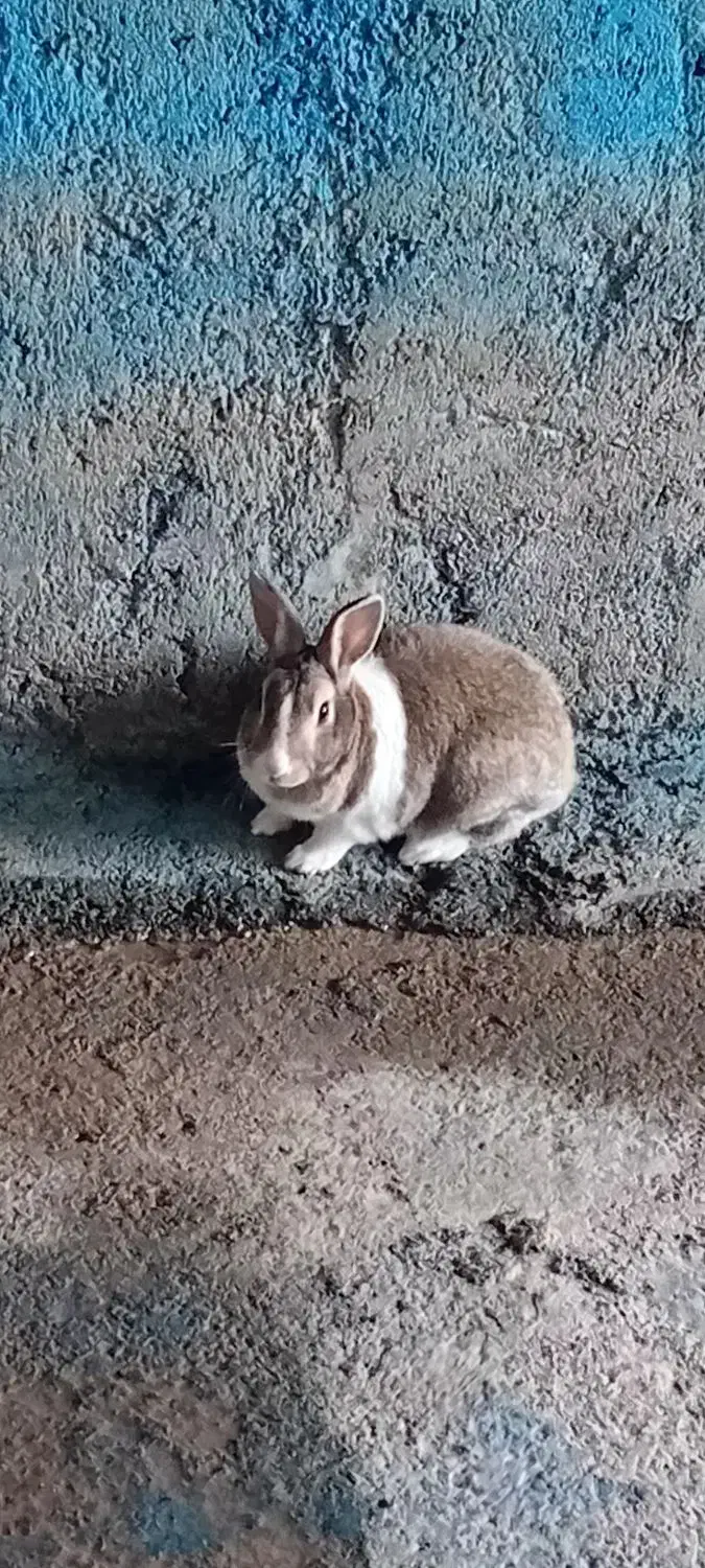 خرگوش|موش و خرگوش|ملکشاهی, |دیوار