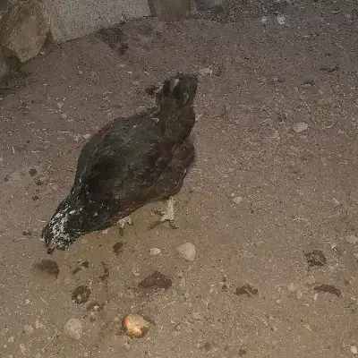 گلین لری|حیوانات مزرعه|مشگین شهر, |دیوار