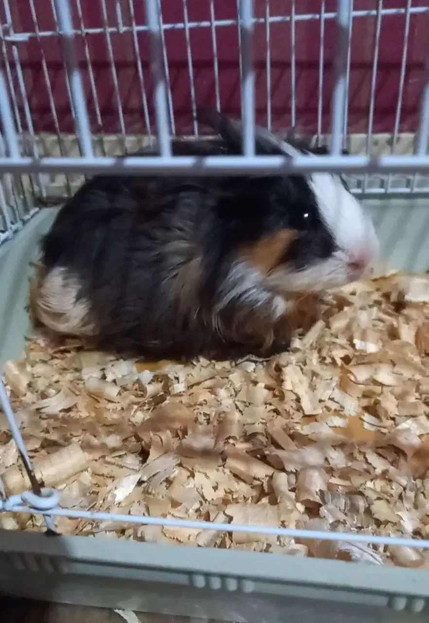 بچه خوکچه هندی|موش و خرگوش|اهواز, آریاشهر|دیوار