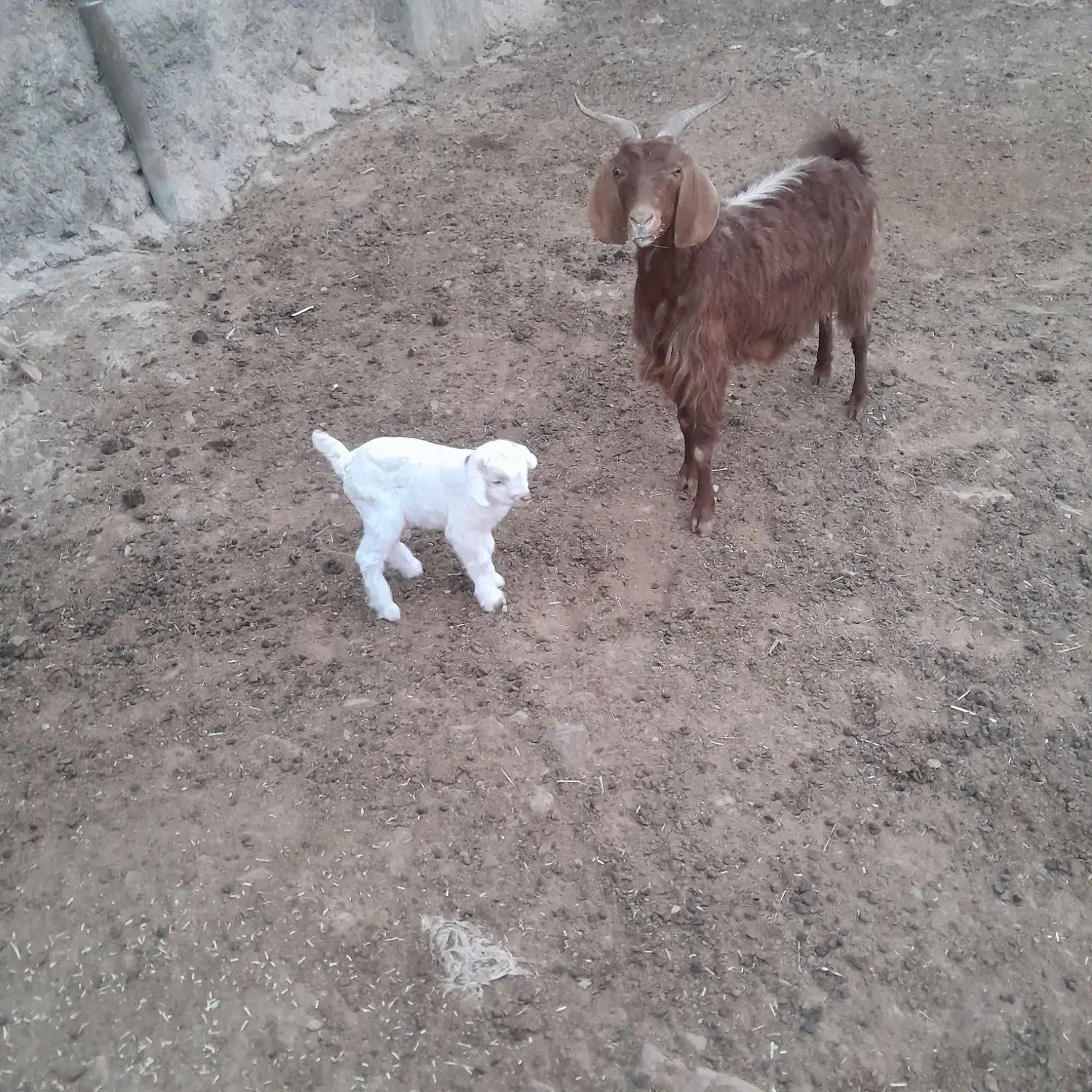 بز جوان شکم دوم|حیوانات مزرعه|ساوه, |دیوار