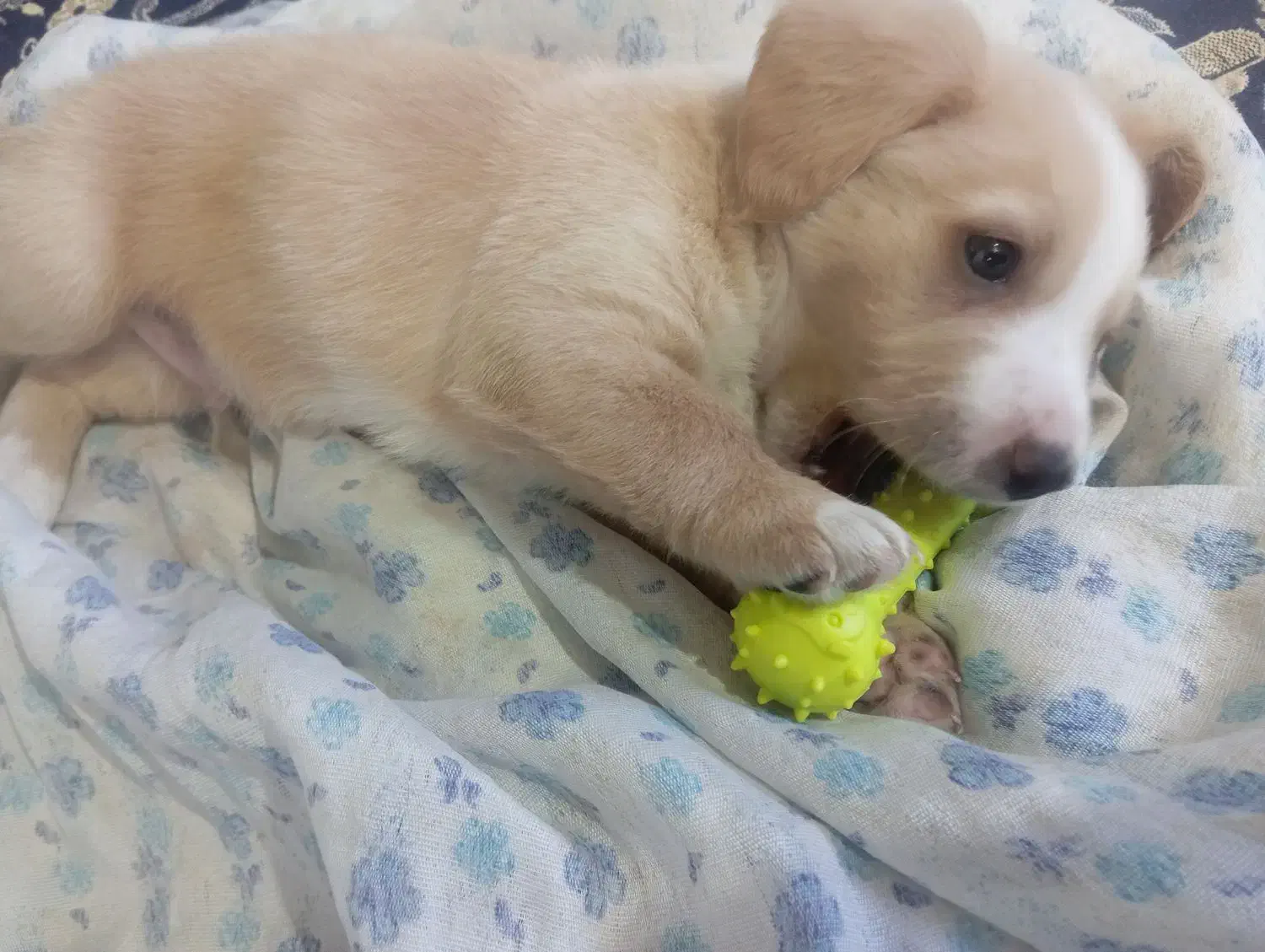 میکس پامر شیتزو|سگ|شاهرود, |دیوار