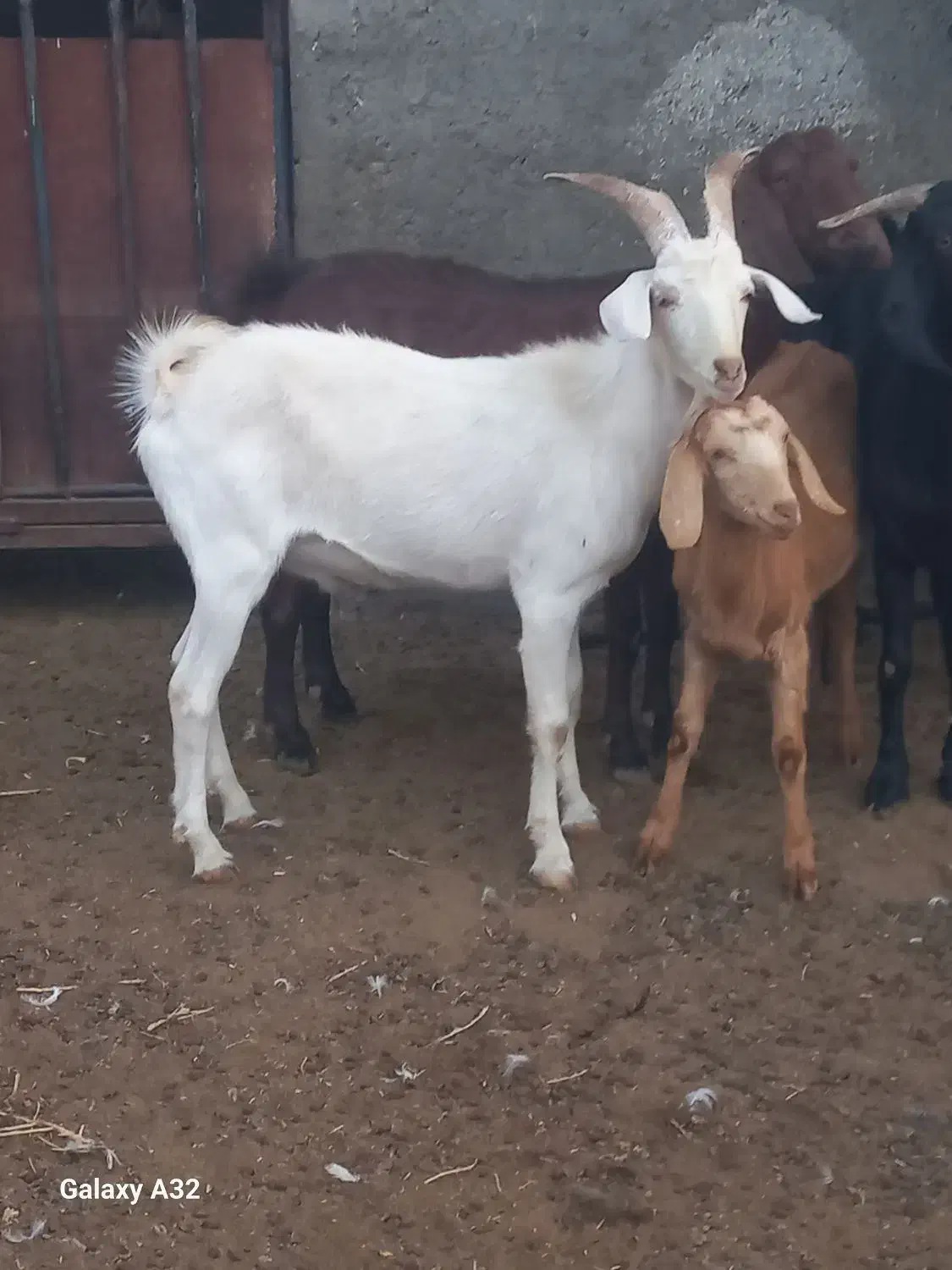 بزغاله سانن|حیوانات مزرعه|آران و بیدگل, |دیوار