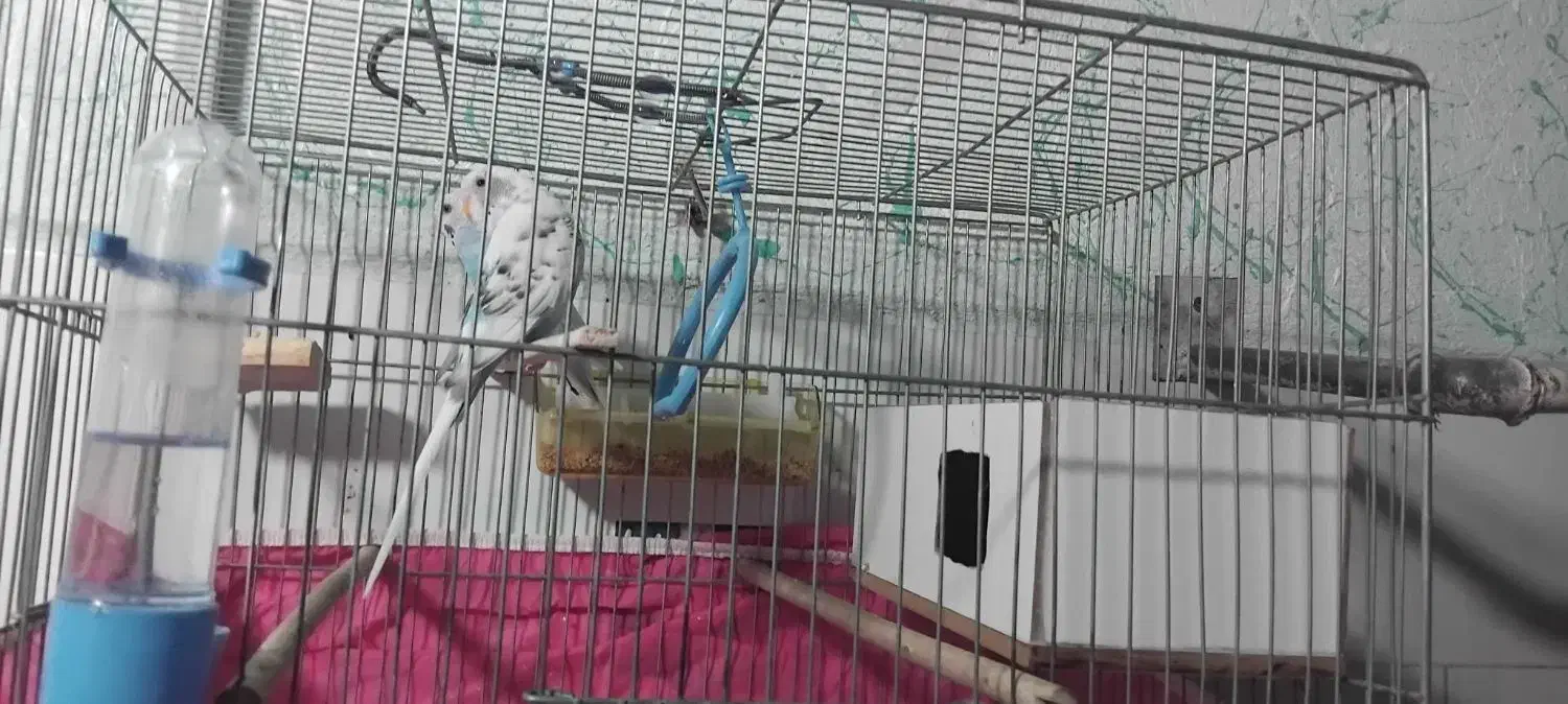 مرغ عشق|پرنده|پاوه, |دیوار