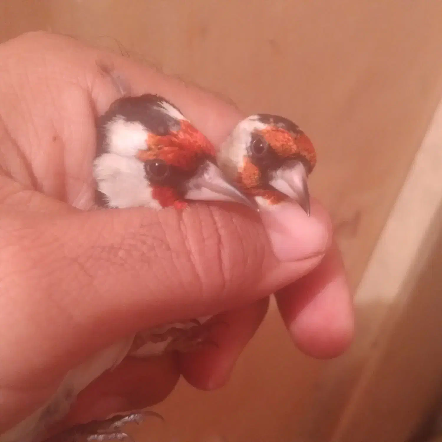 سهره درشت نروماده|پرنده|تبریز, |دیوار