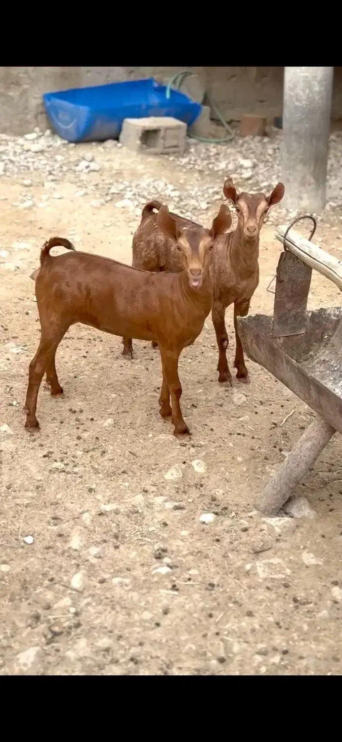 اهویی صلال|حیوانات مزرعه|بافت, |دیوار