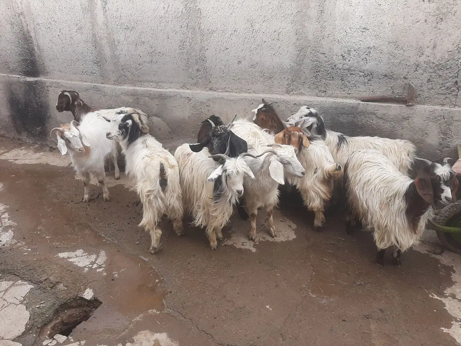 اردبیل میراشرف جاده اردی|حیوانات مزرعه|اردبیل, |دیوار