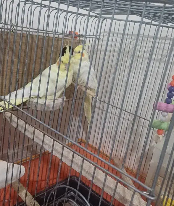 جفت عروس هلندی|پرنده|زنجان, |دیوار