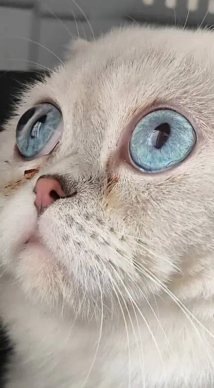 گربه چشم آبی اقیانوسی|گربه|شیراز, حومه شیراز|دیوار