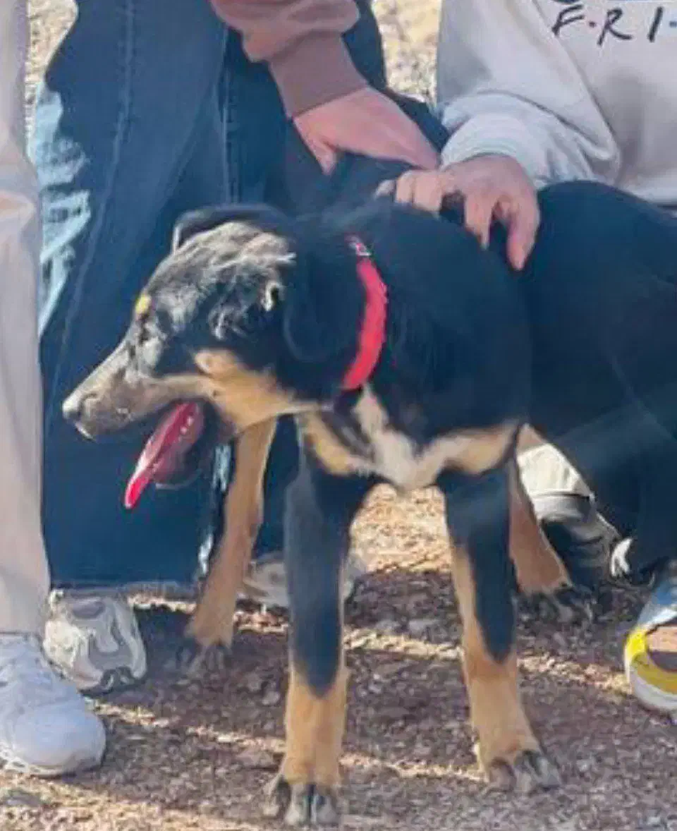 سگ گمشده|حیوانات|بیرجند, |دیوار