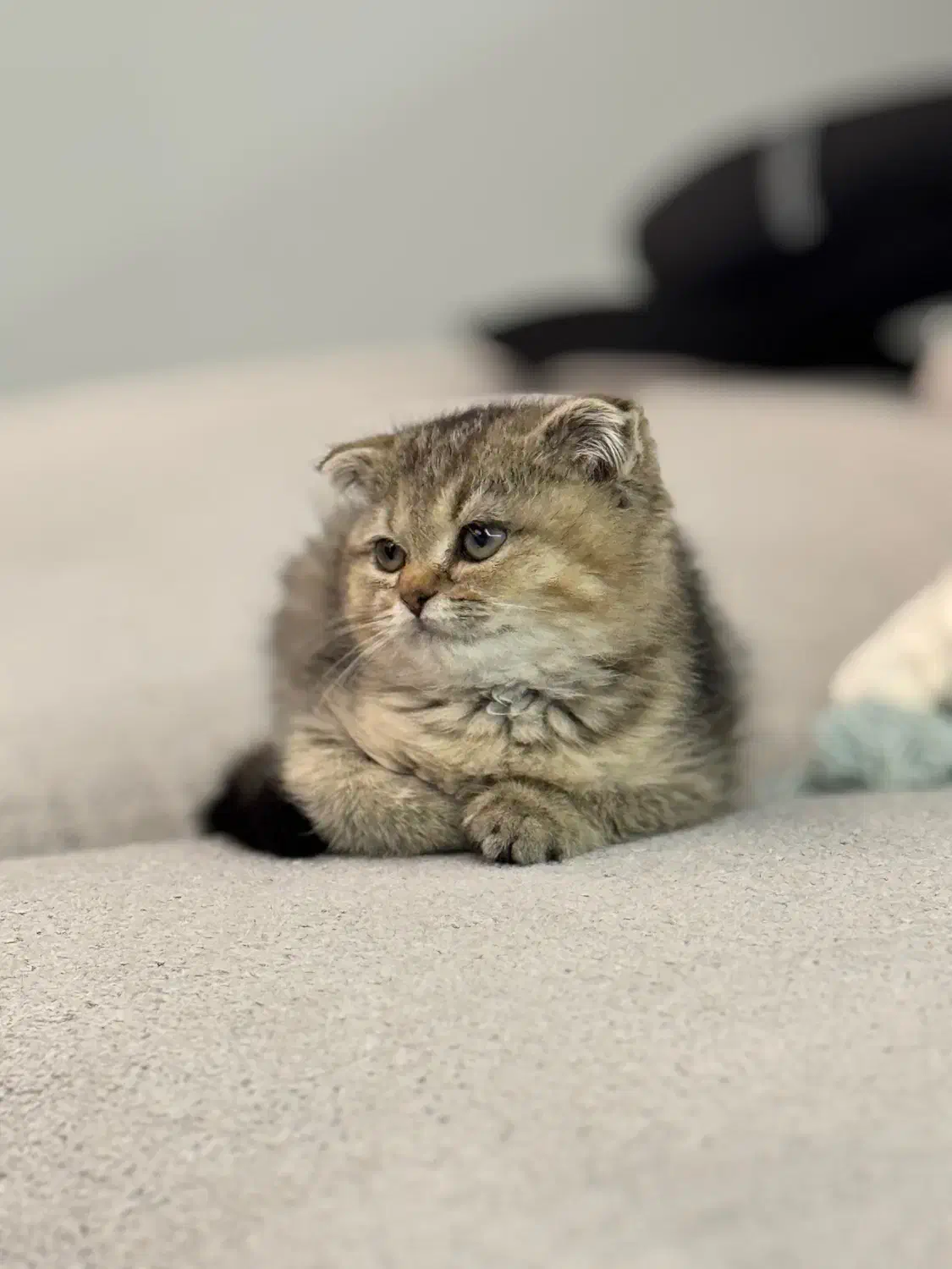 گربه اسکاتیش تبی فولد|گربه|شیراز, زرهی|دیوار