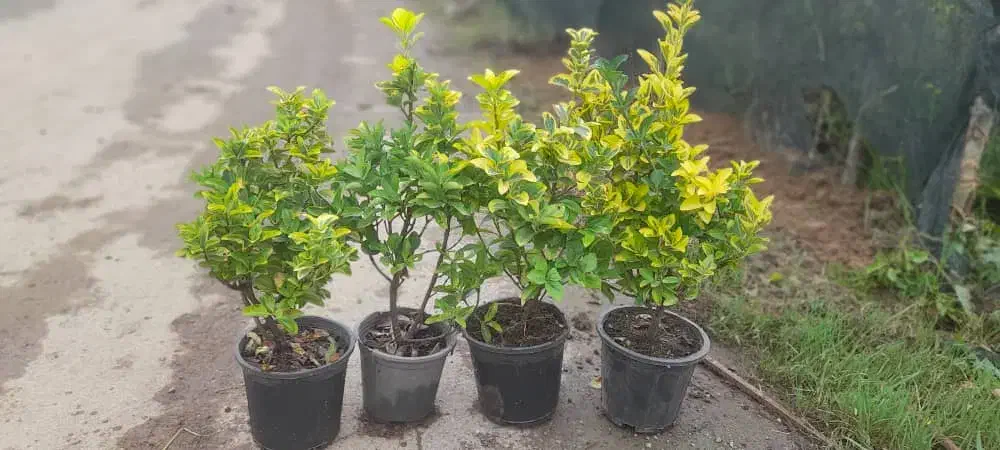 شمشاد طلایی|گل و گیاه طبیعی|چابکسر, |دیوار
