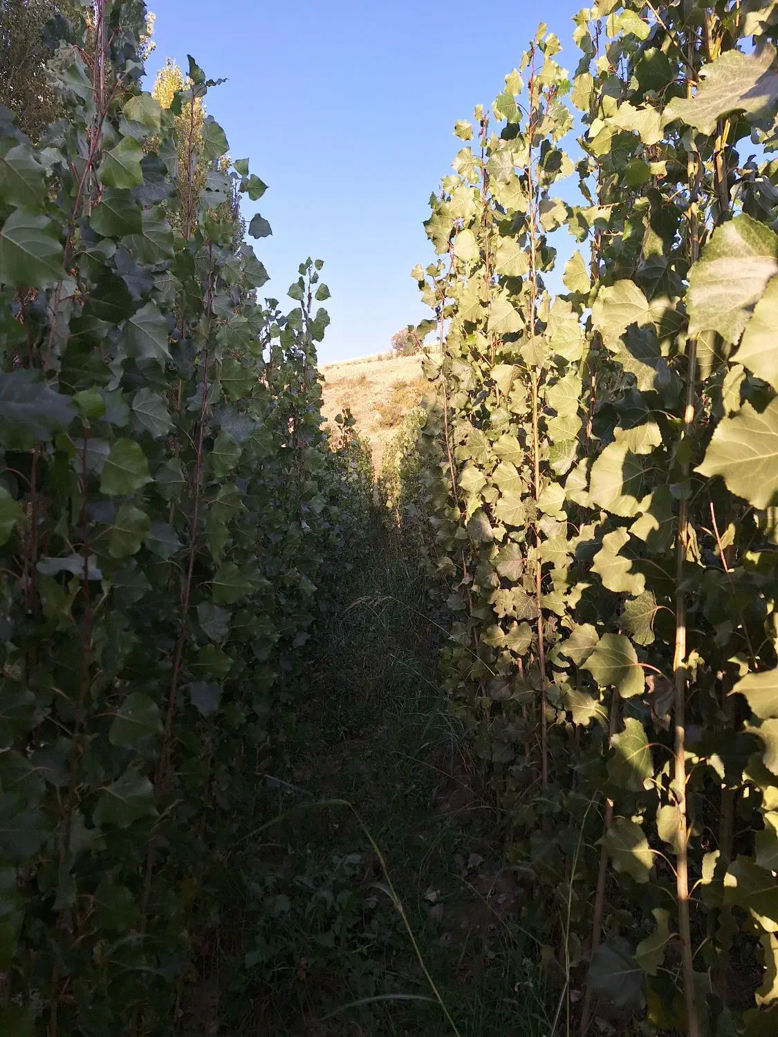 نهال صنوبر نیگرا و گردو چندلر فرانکی ژنتیپ برتر|گل و گیاه طبیعی|مشگین شهر, |دیوار