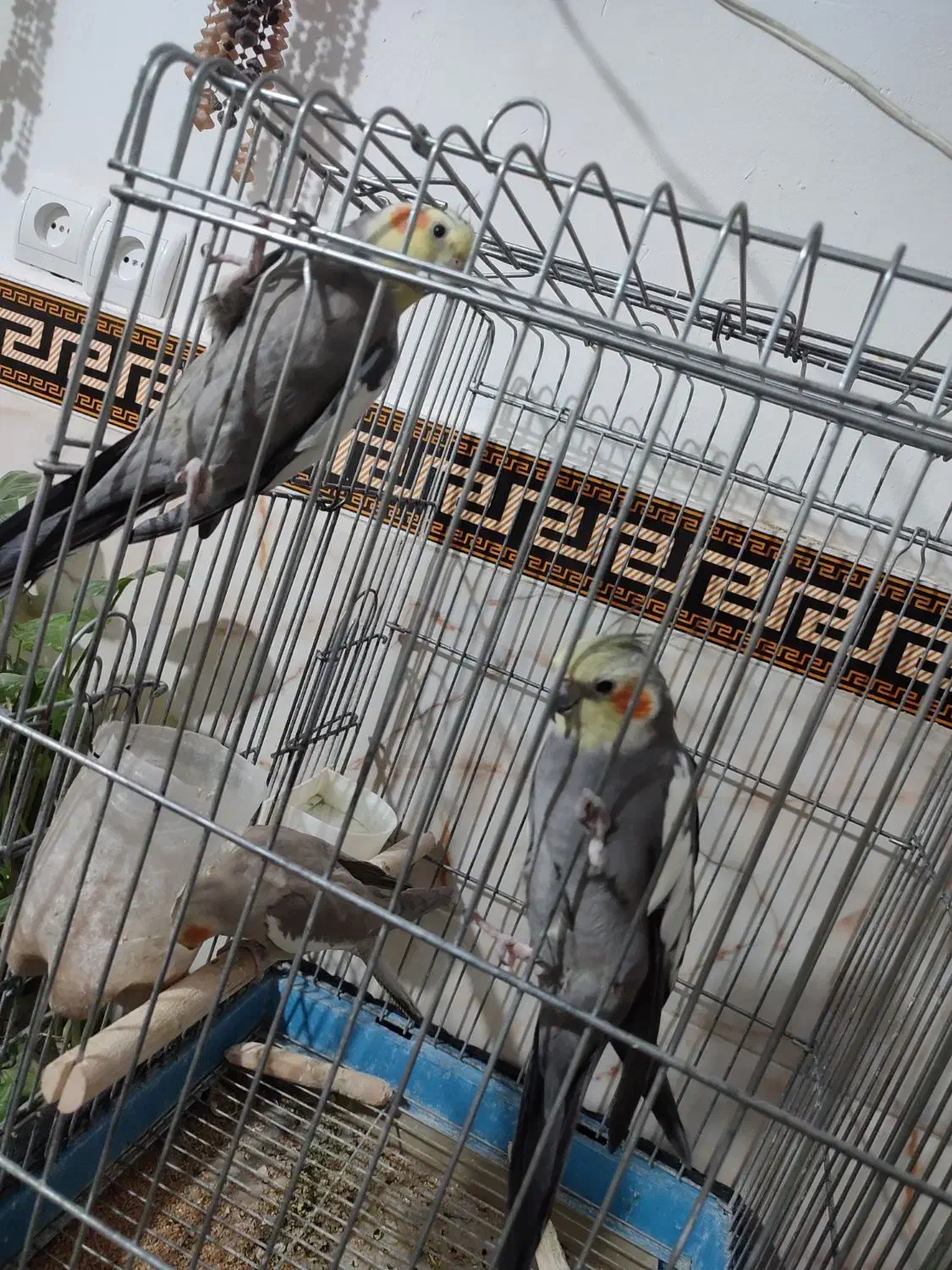 عروس هلندی یجفت بالغ اماده وجوجه 9ماهه|پرنده|جاجرود, |دیوار