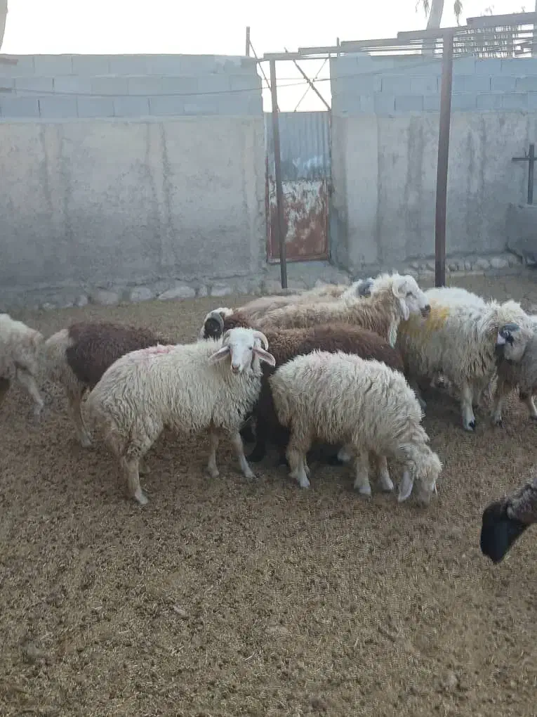 تعداد ۴۰ راس بره پرواری به فروش میرسد|حیوانات مزرعه|حاجی آباد, |دیوار