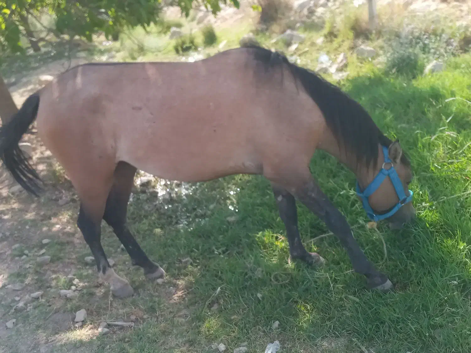 نوزین|اسب و تجهیزات اسب‌سواری|یاسوج, |دیوار