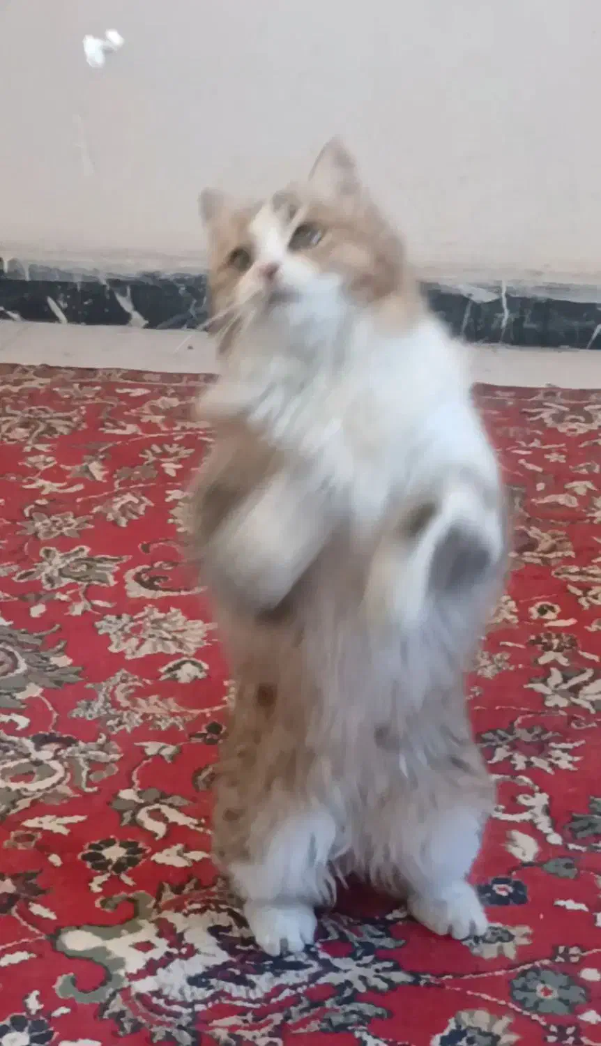 فروش گربه|گربه|اندیشه, اندیشه فاز ۱|دیوار