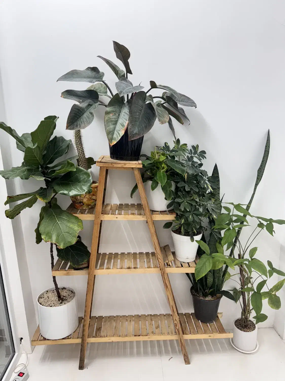 گل طبیعی|گل و گیاه طبیعی|مشهد, شهید رضوی|دیوار