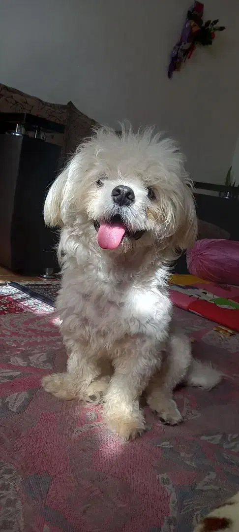 شیتزو وایت واگذاری به شرط|سگ|رشت, حومه رشت|دیوار