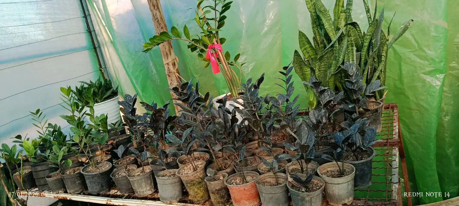 فروش کلی گل های آپارتمانی|گل و گیاه طبیعی|خان ببین, |دیوار