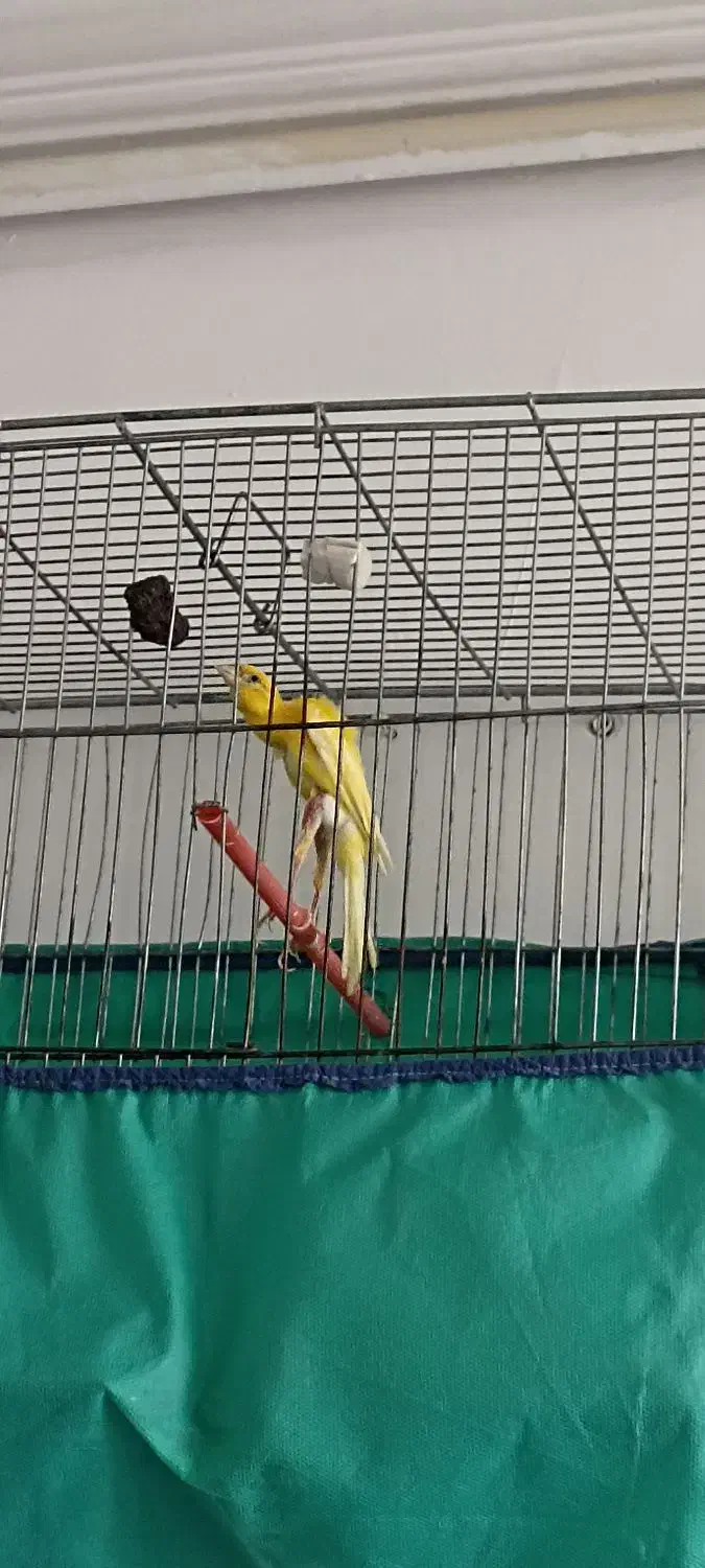 قناری|پرنده|فردوسیه, |دیوار