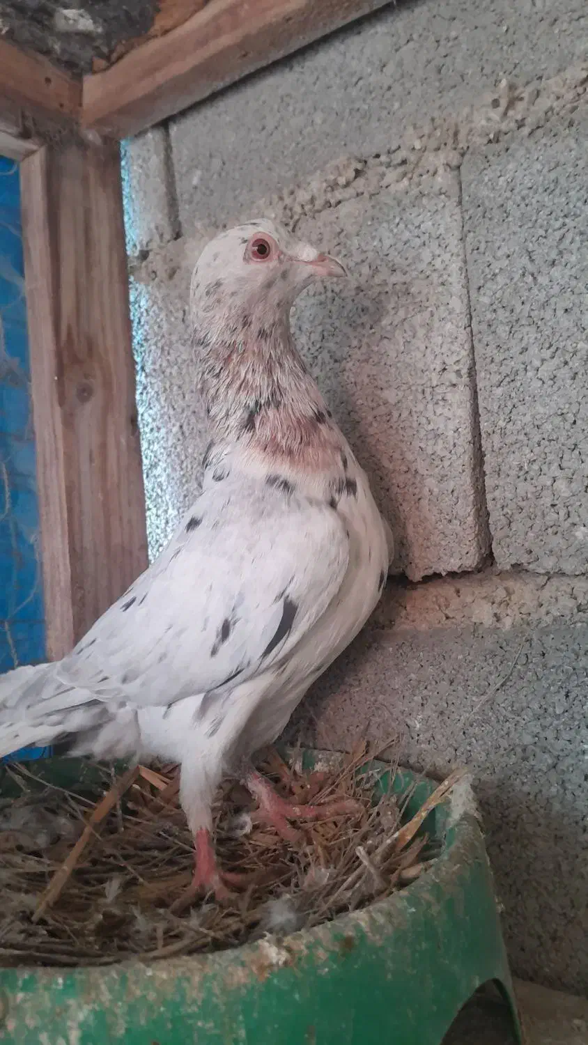 کبوتر سار|حیوانات|گنبد کاووس, |دیوار