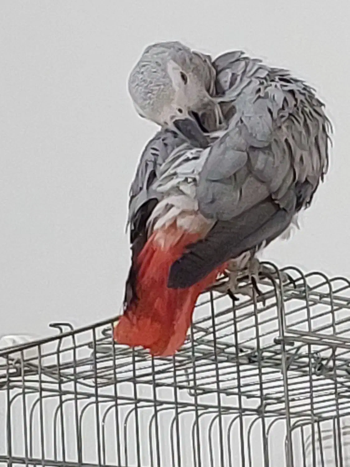 کاسکو نر سخنگو رام رام|پرنده|پاکدشت, پاکدشت (مامازند)|دیوار