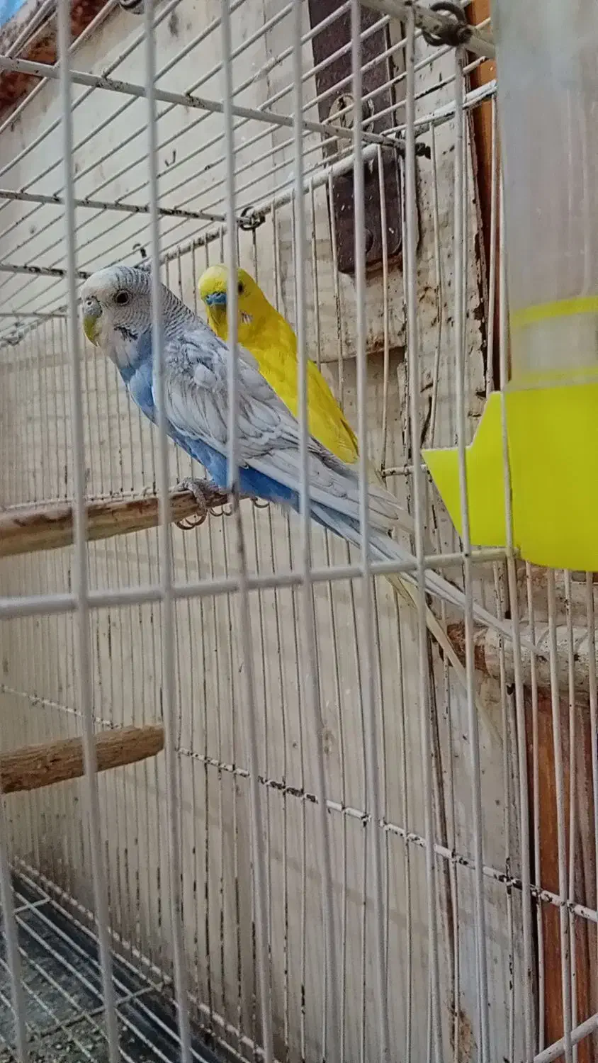 جفت مرغ عشق. ماده اسپانگل. نرم زرد کاشانی|پرنده|زهک, |دیوار