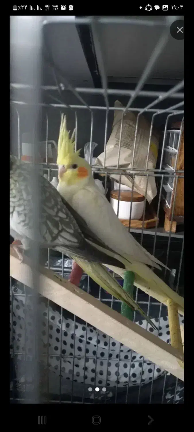 عروس هلندی|پرنده|تهران, مشیریه|دیوار