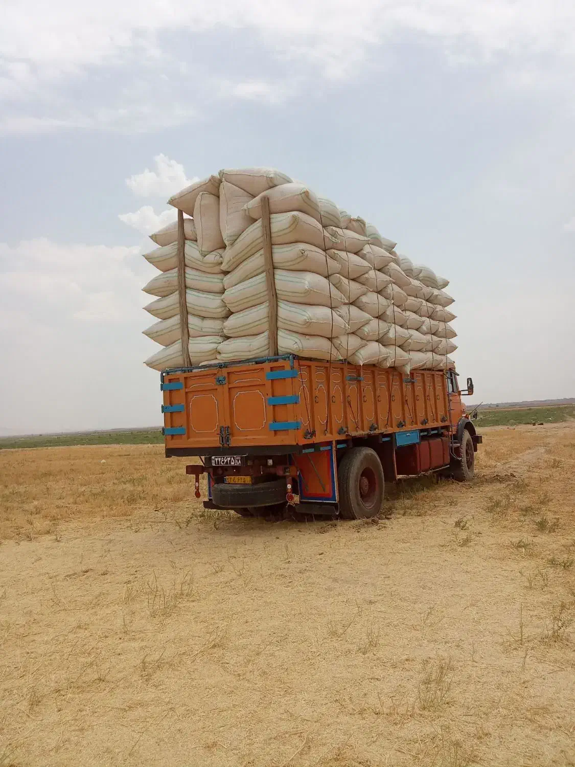 کاه گل گندم سرخوشه بشرط کردستان|حیوانات مزرعه|زارچ, |دیوار