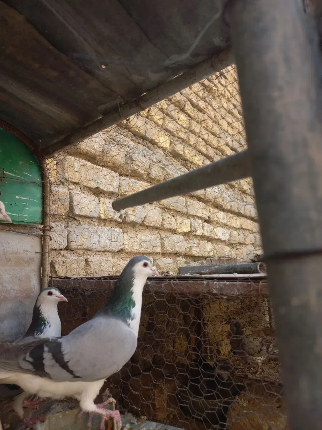 کبوتر|حیوانات|اصفهان, آهنگران|دیوار