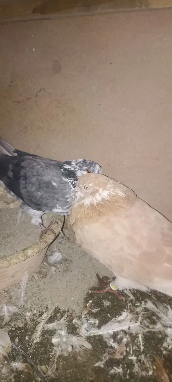 کبوتر|پرنده|آفتاب, |دیوار