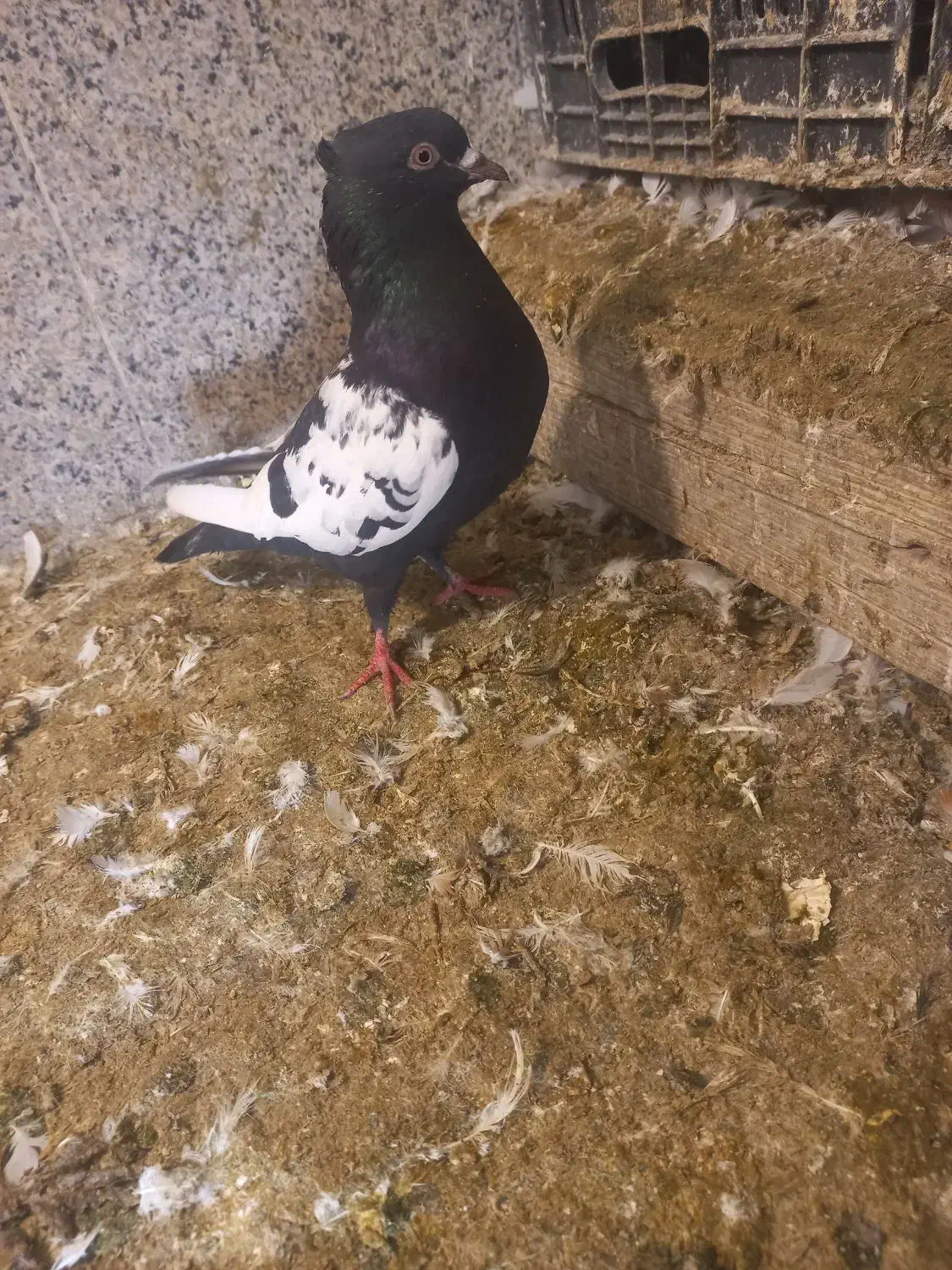 سینه سیاه کبوتر کفتر|پرنده|فسا, |دیوار