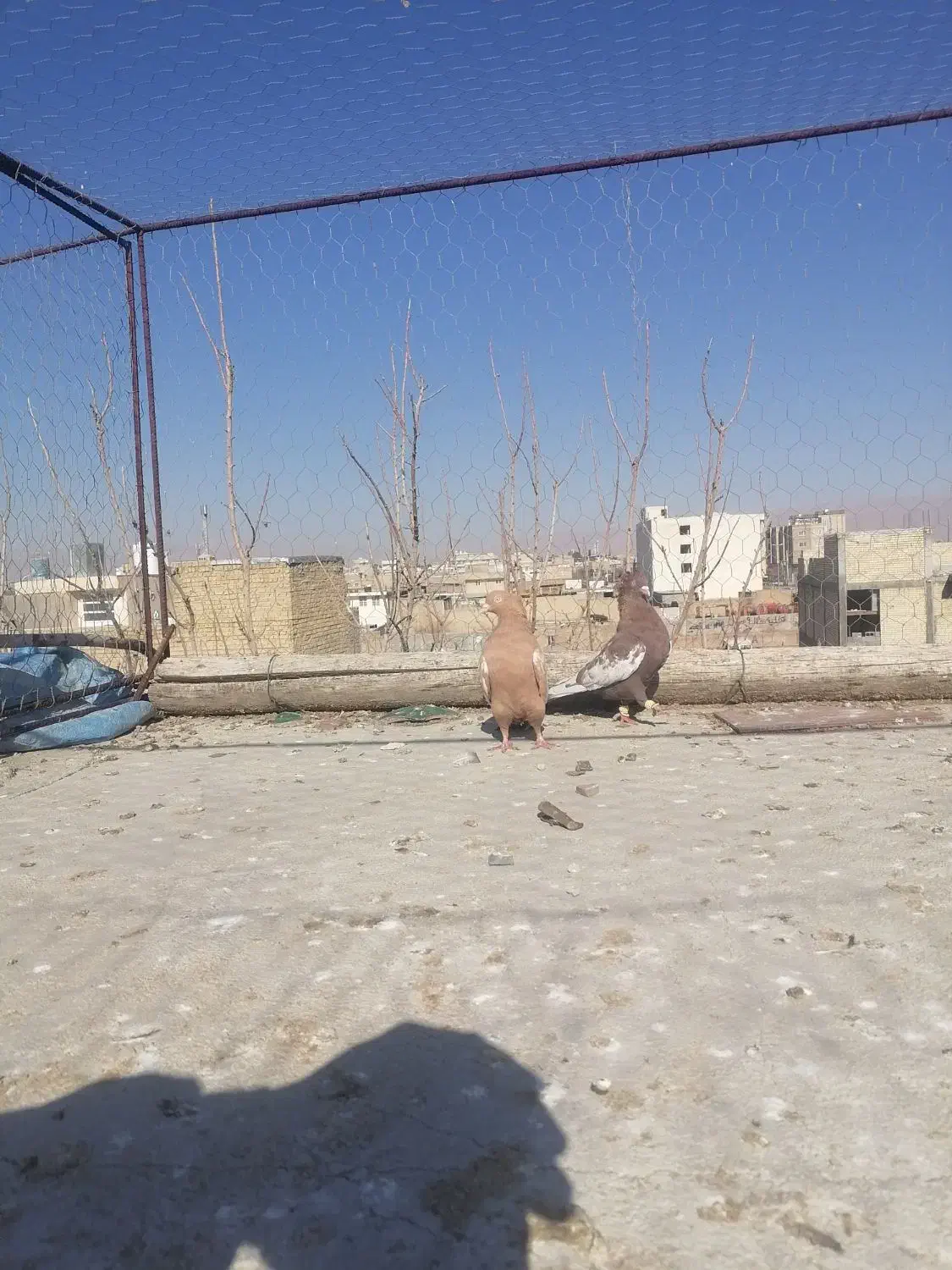 کفتر بهبونی|پرنده|مرودشت, استادیوم‎|دیوار