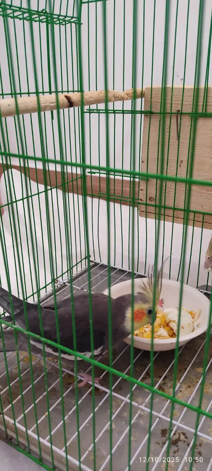 عروس هلندی مادر و پدر|پرنده|رشت, گلزاران|دیوار