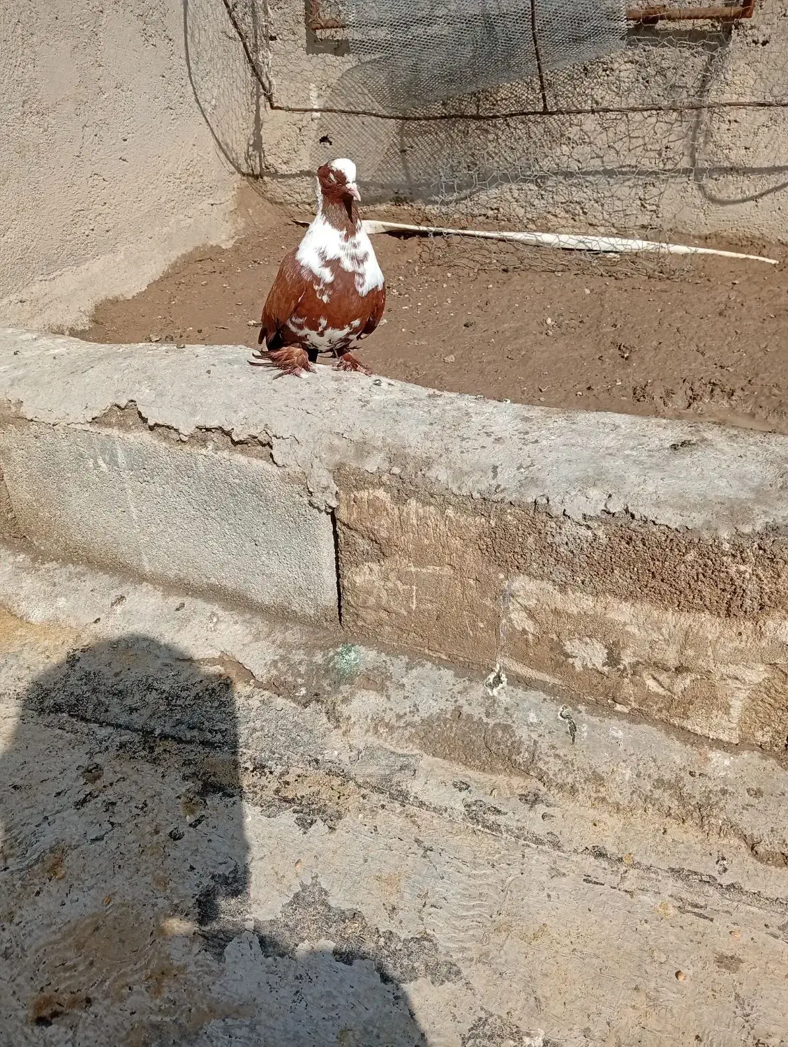 ککیلی ماده|پرنده|اردبیل, |دیوار