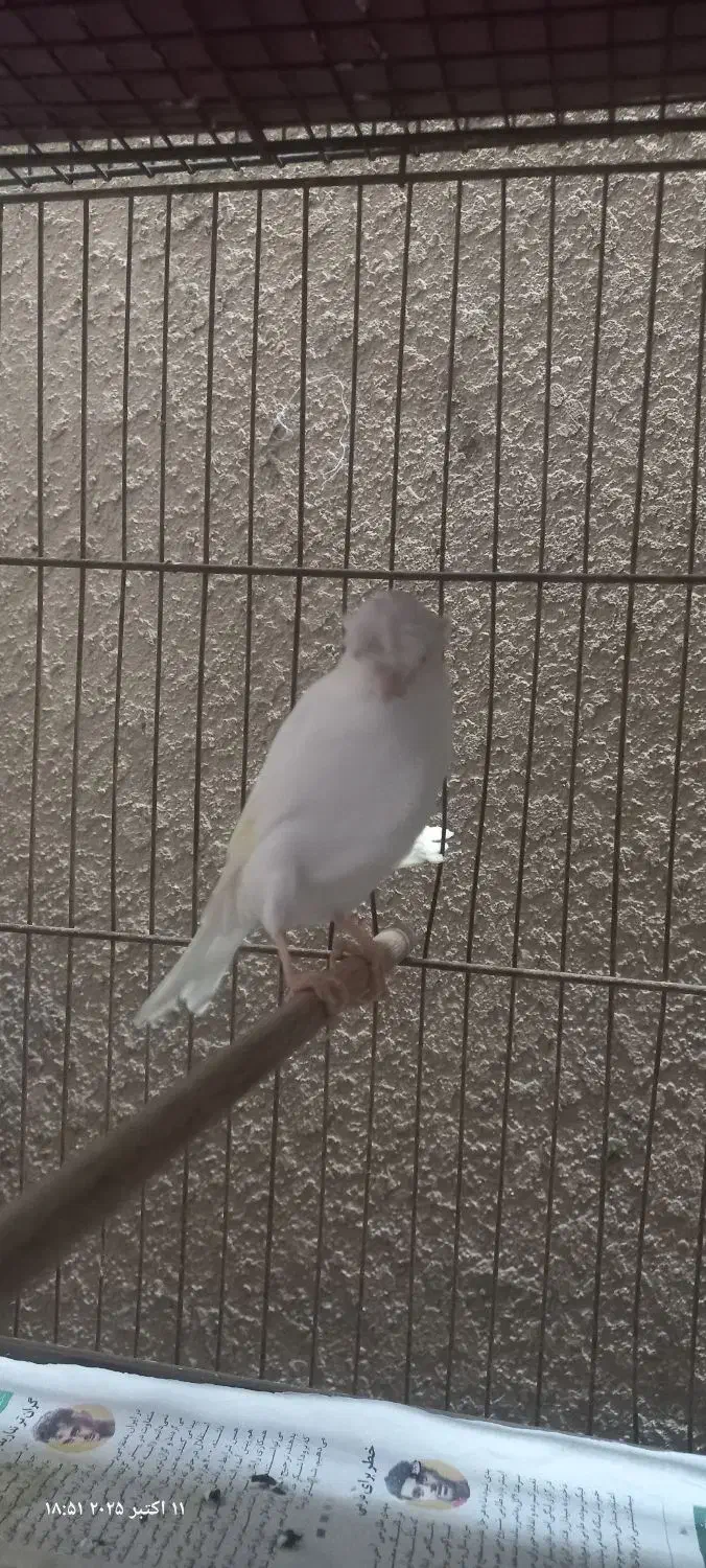 قناری نر سوپری|پرنده|رشت, صفاری|دیوار