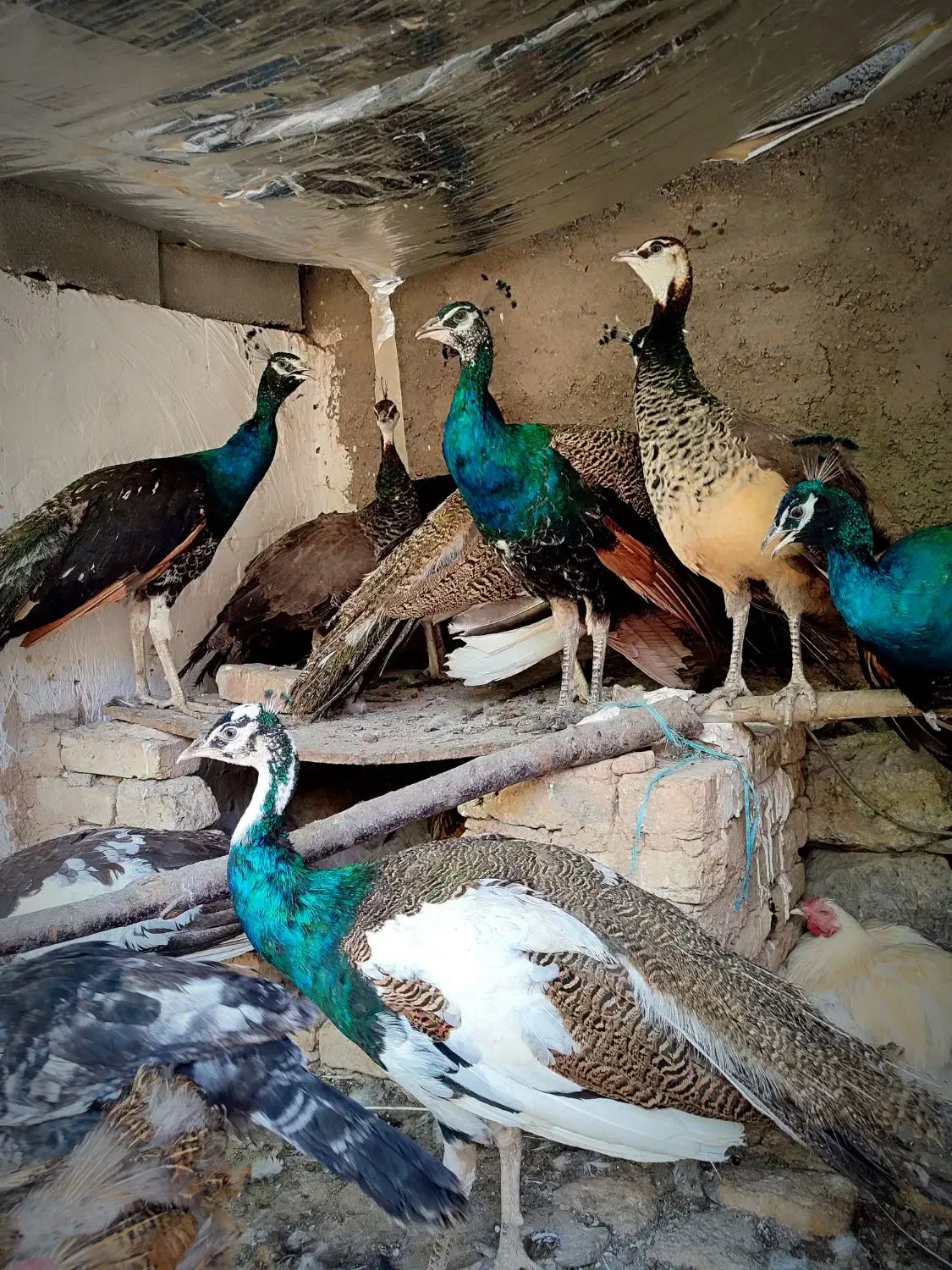 طوطی طاووس جوجوتخم برهماکوشین خروس کفتردستگاقفس|پرنده|رودهن, |دیوار