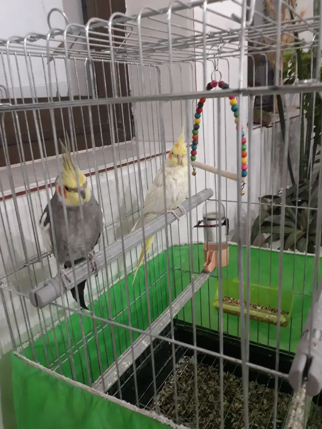 پرنده|پرنده|مبارکه, |دیوار