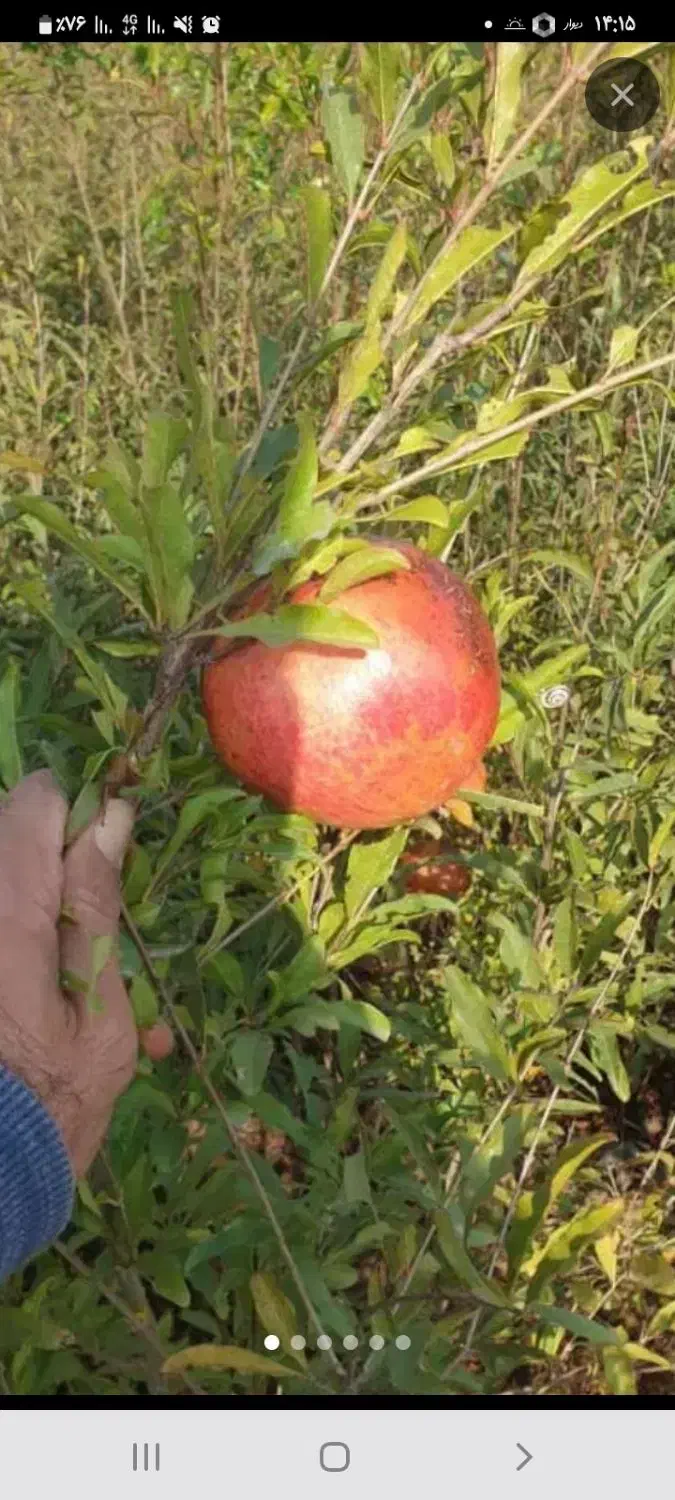 انار شیرین درجه یک|خوردنی و آشامیدنی|شاهرود (اردبیل), |دیوار