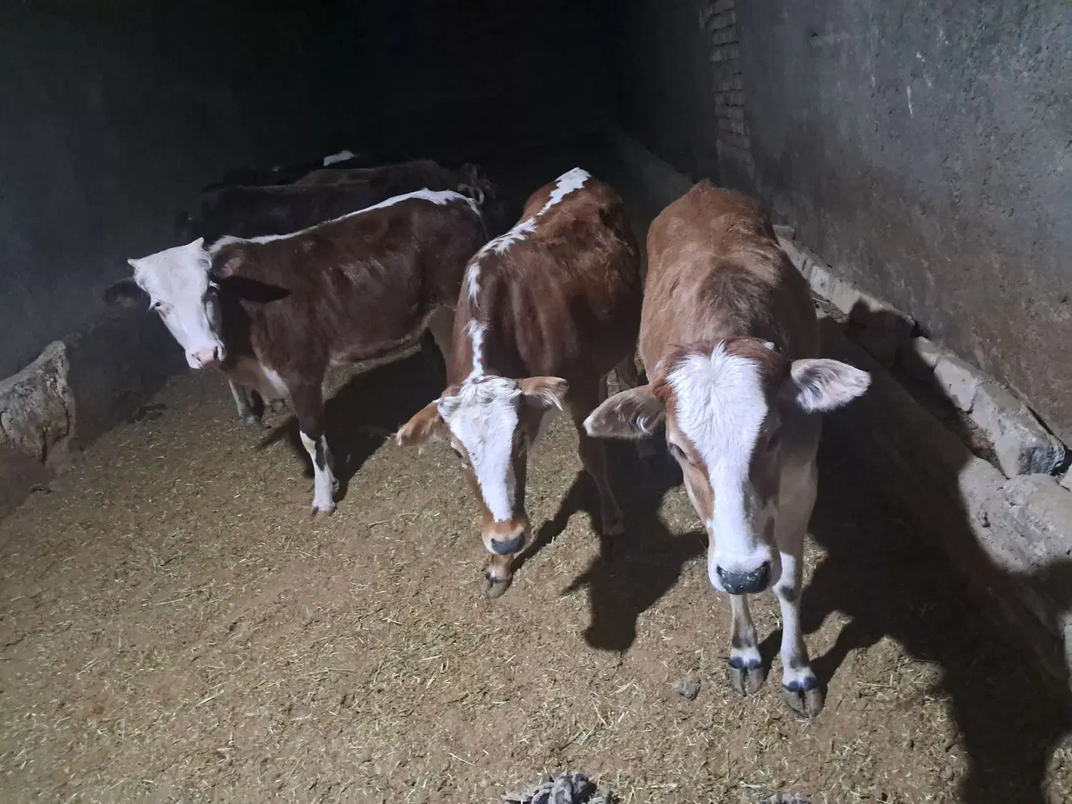 گوساله چاق سرکدار بهترین گوشت|حیوانات مزرعه|خرمآباد, |دیوار