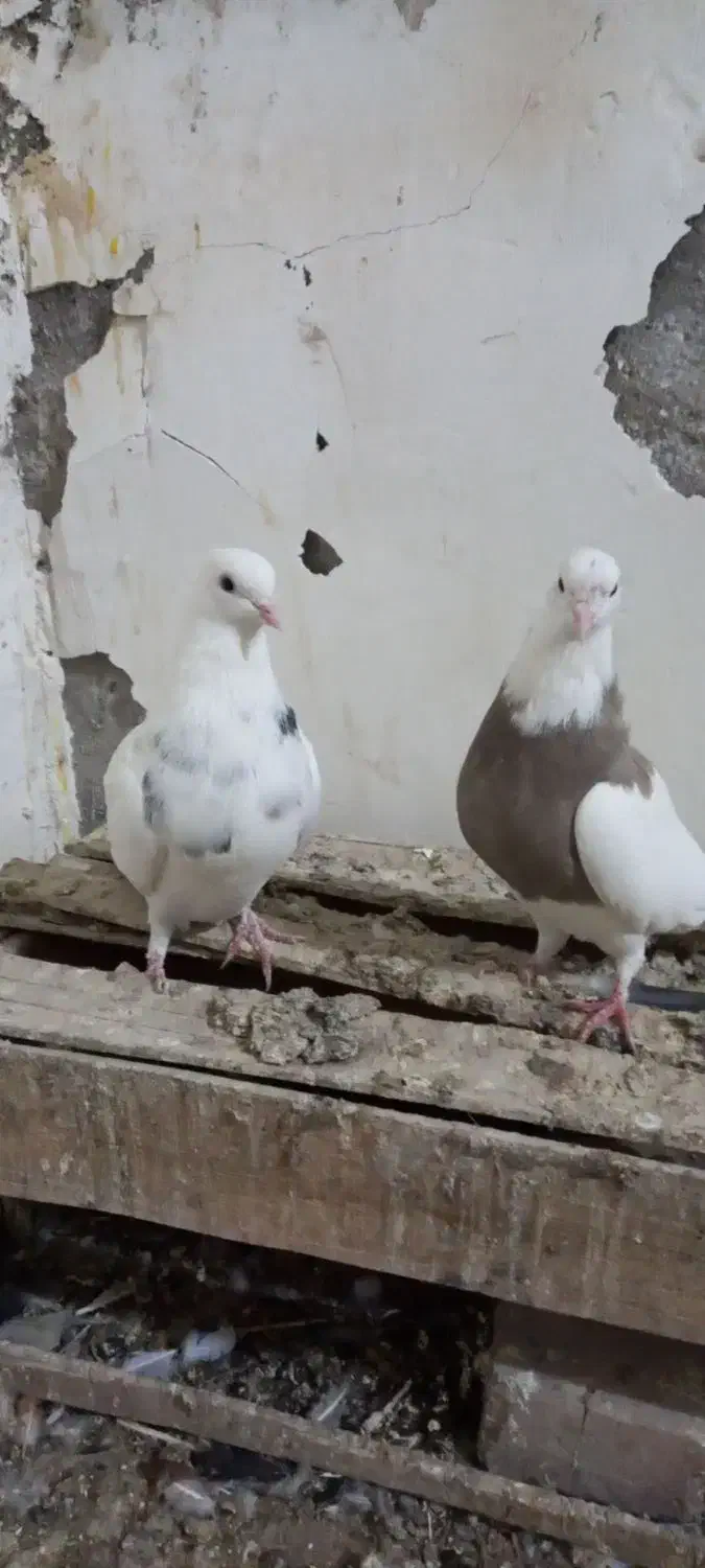 طوقی|پرنده|زابل, |دیوار