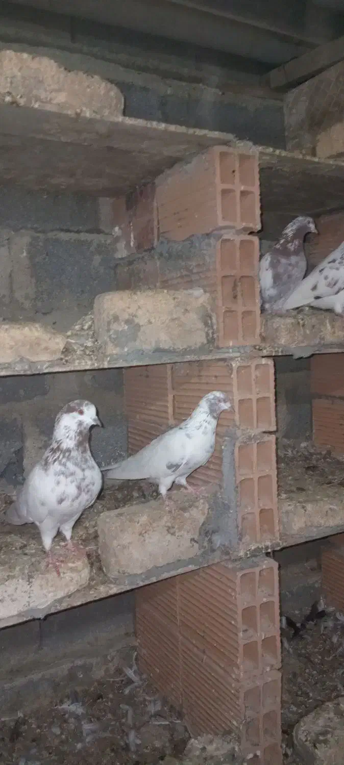 فروشی|پرنده|بندر ترکمن, |دیوار