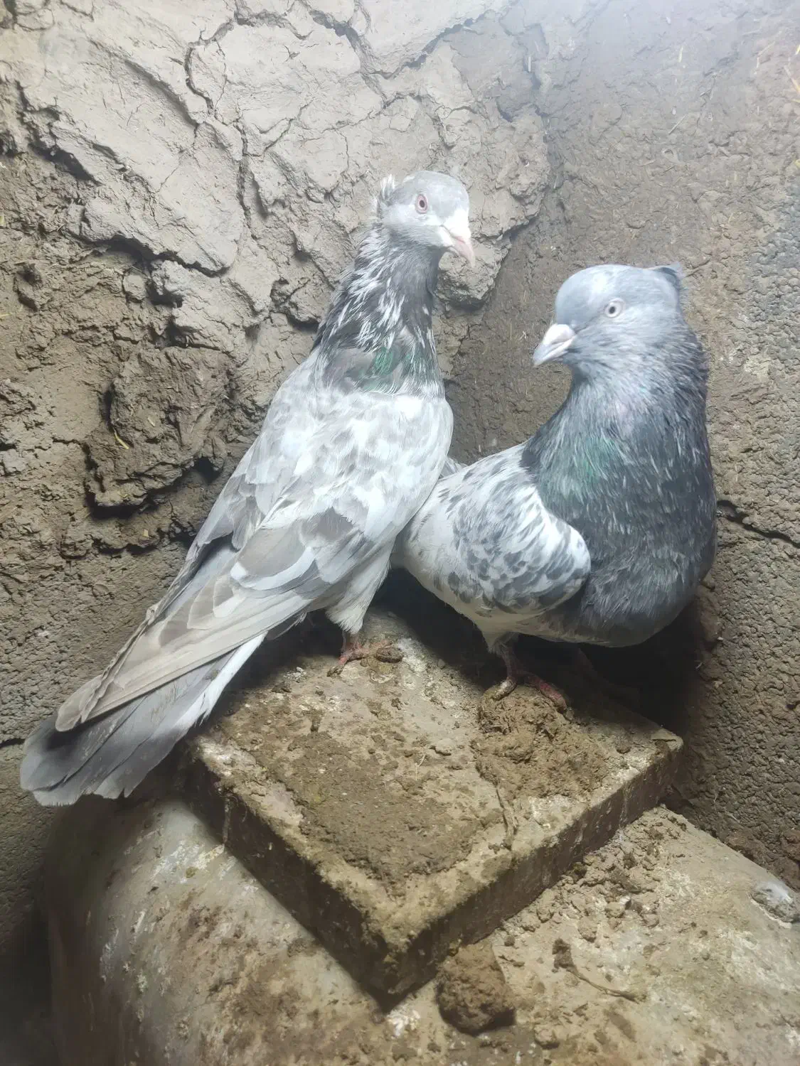 کبوتر کاکلی|پرنده|مینودشت, |دیوار