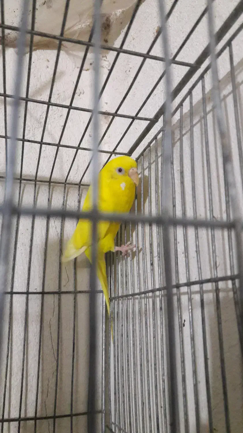 عروس و مرغ عشق|پرنده|بومهن, |دیوار