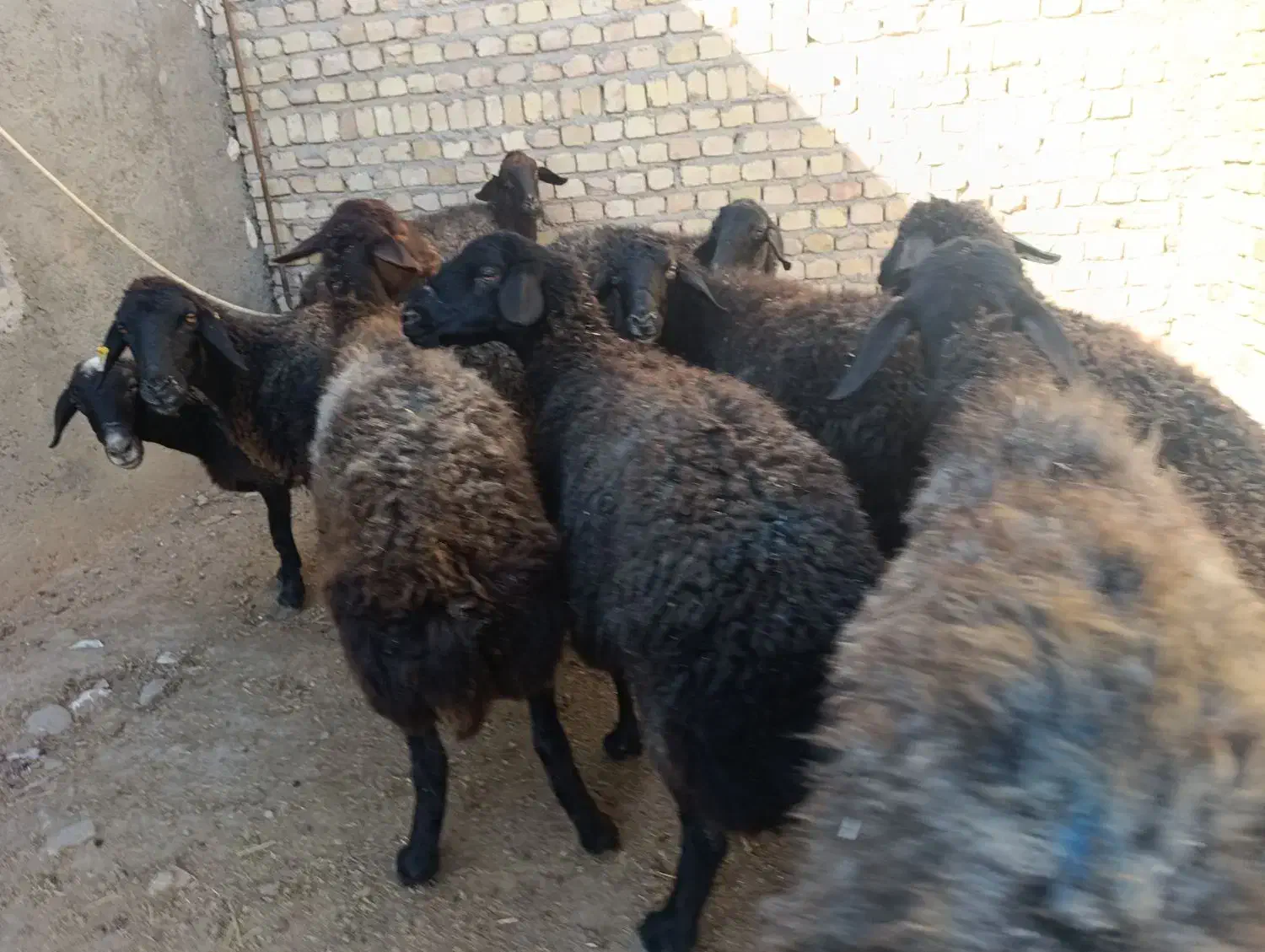 فروش گوسفند های ۵۰ کیلویی|حیوانات مزرعه|کرج, فاز ۲ مهرشهر|دیوار