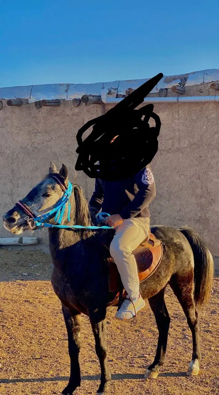 اسب|اسب و تجهیزات اسب‌سواری|زنجان, |دیوار