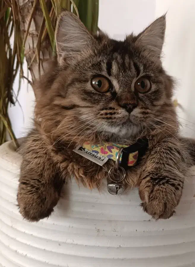 گربه|گربه|گرگان, |دیوار